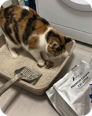 Premium Cassava Cat Litter