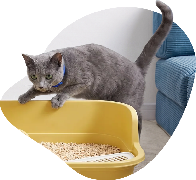 A cat beside a litter tray