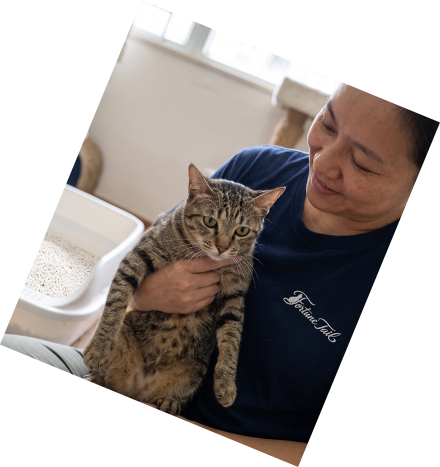 Fortune Tail community cat